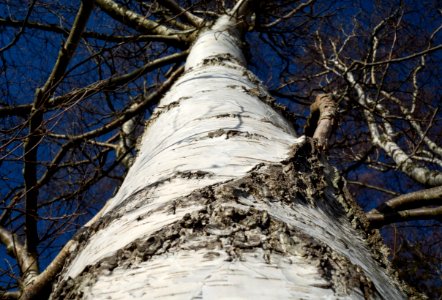 Up a birch trunk in Norrkila photo