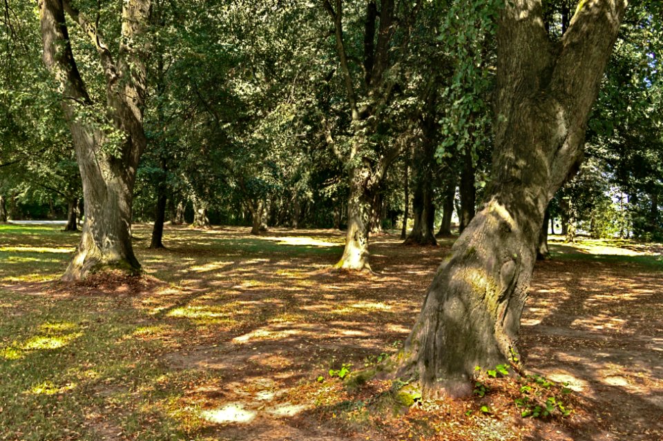 Urbach WW natural monument Lindengruppe (03)