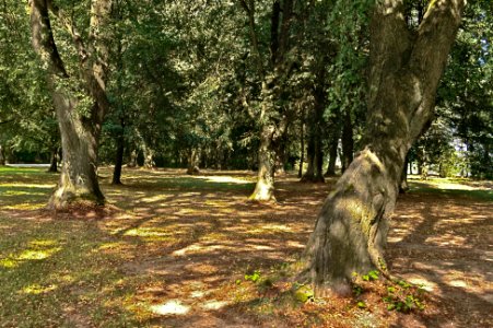 Urbach WW natural monument Lindengruppe (03)