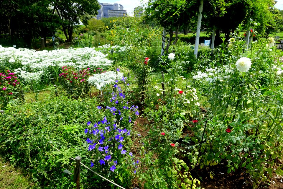 Urban Greening Botanical Garden - Kiba Park - Koto, Tokyo, Japan - DSC05396