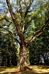 Urbach WW natural monument Lindengruppe (02)