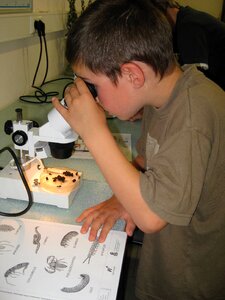 Microscope fauna soil