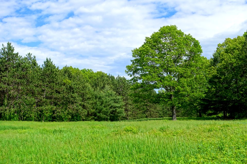 Upper Meadow - Doyle Community Park & Center - Leominster, Massachusetts - DSC06310