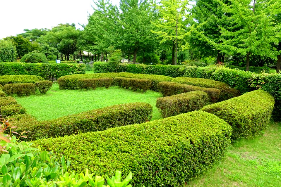 Urban Greening Botanical Garden - Kiba Park - Koto, Tokyo, Japan - DSC05310