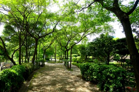 Urban Greening Botanical Garden - Kiba Park - Koto, Tokyo, Japan - DSC05404