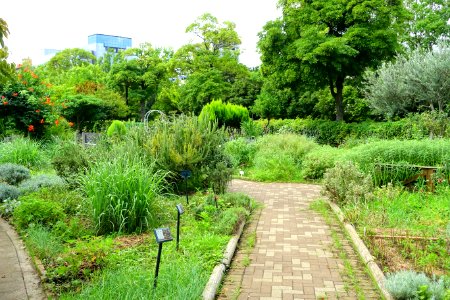 Urban Greening Botanical Garden - Kiba Park - Koto, Tokyo, Japan - DSC05334