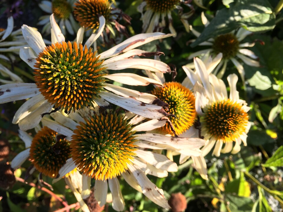 Flower wilted autumn