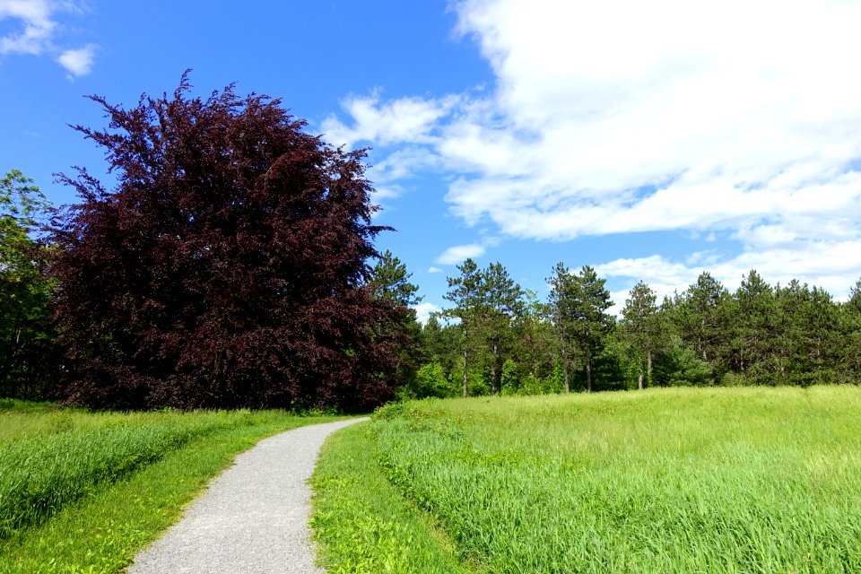 Upper Meadow - Doyle Community Park & Center - Leominster, Massachusetts - DSC06307