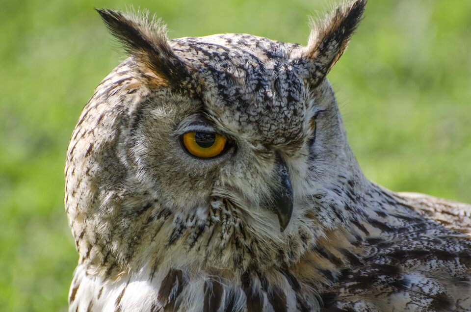 Animal portrait wildlife bird