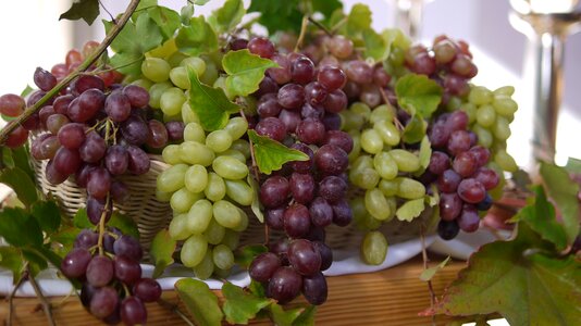 Harvest grape ripe