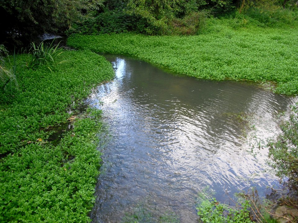 Upsprunge-Herderquellen-Teich mit Kolken und Quelltöpfen