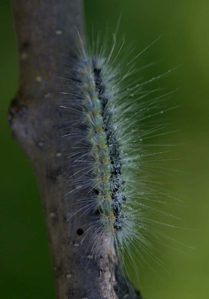 Caterpillar millipede casey