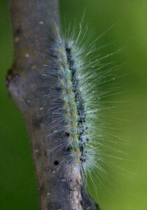 Caterpillar millipede casey