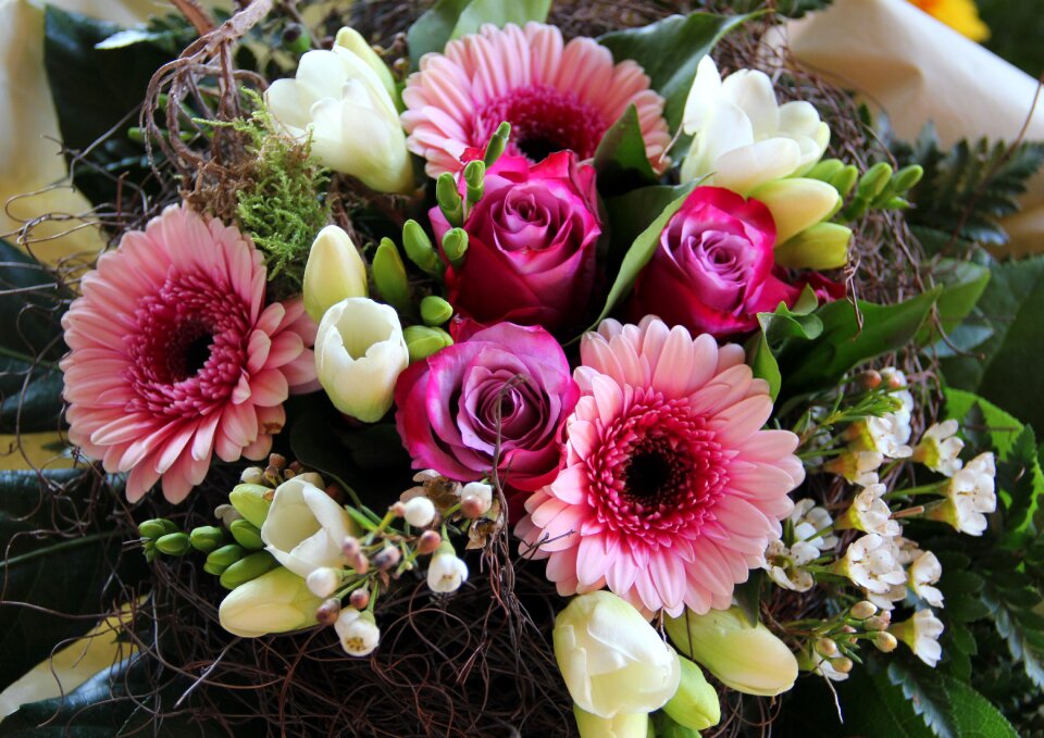 Gerbera freesia purple-white