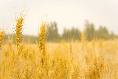 Wheat in wheat field harvest photo