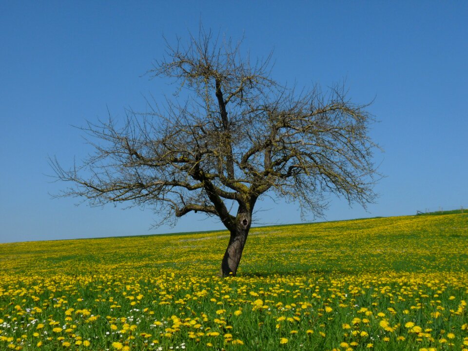 Yellow flower meadow spring