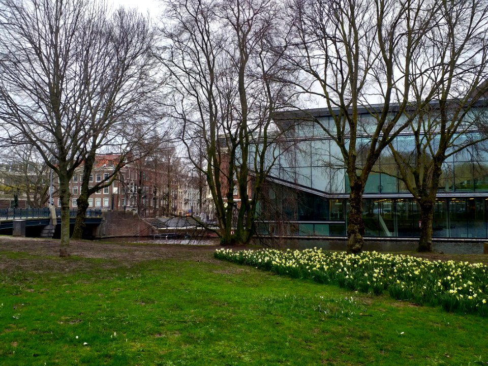 Urban trees in early spring, in city Amsterdam