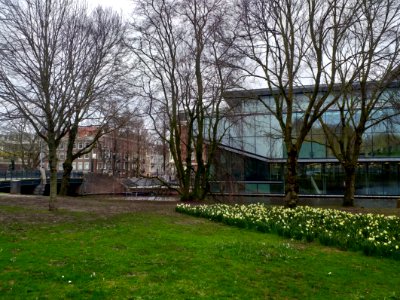 Urban trees in early spring, in city Amsterdam photo