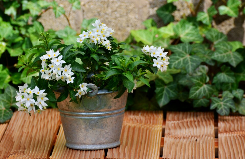 Garden flowers floral greeting