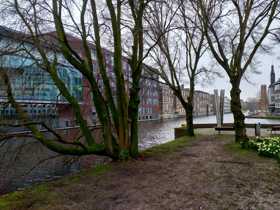 Urban trees in winter, along the canal water, Amsterdam city