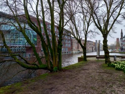 Urban trees in winter, along the canal water, Amsterdam city photo