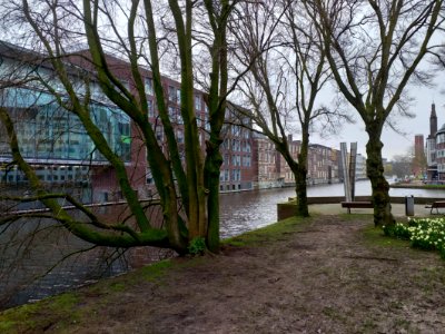 Urban trees in winter, along the canal water, Amsterdam city