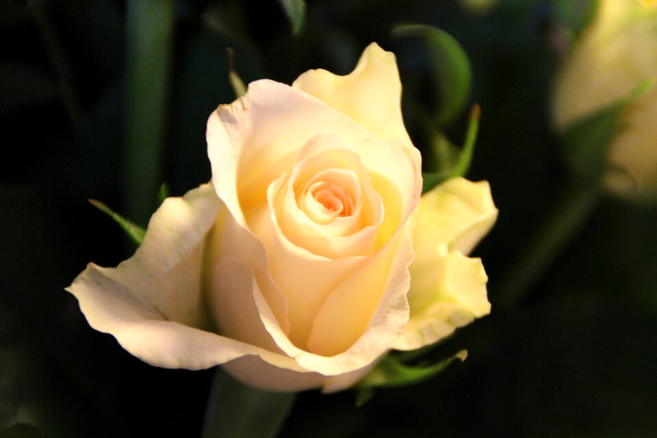 Nature plant flower