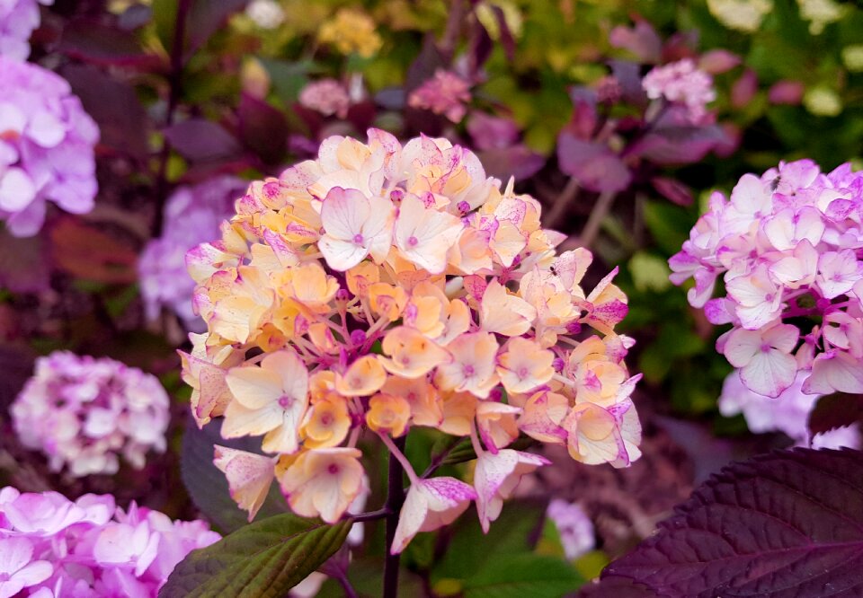 Botany flora plant