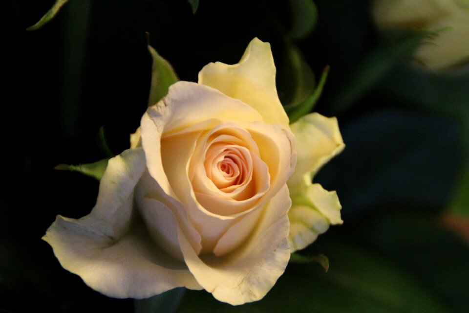 Nature plant flower