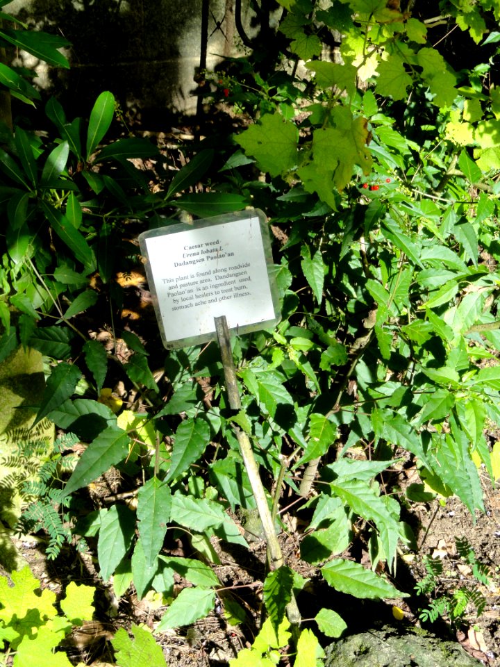 Urena lobata - Guam Zoological, Botanical and Marine Garden - DSC01063