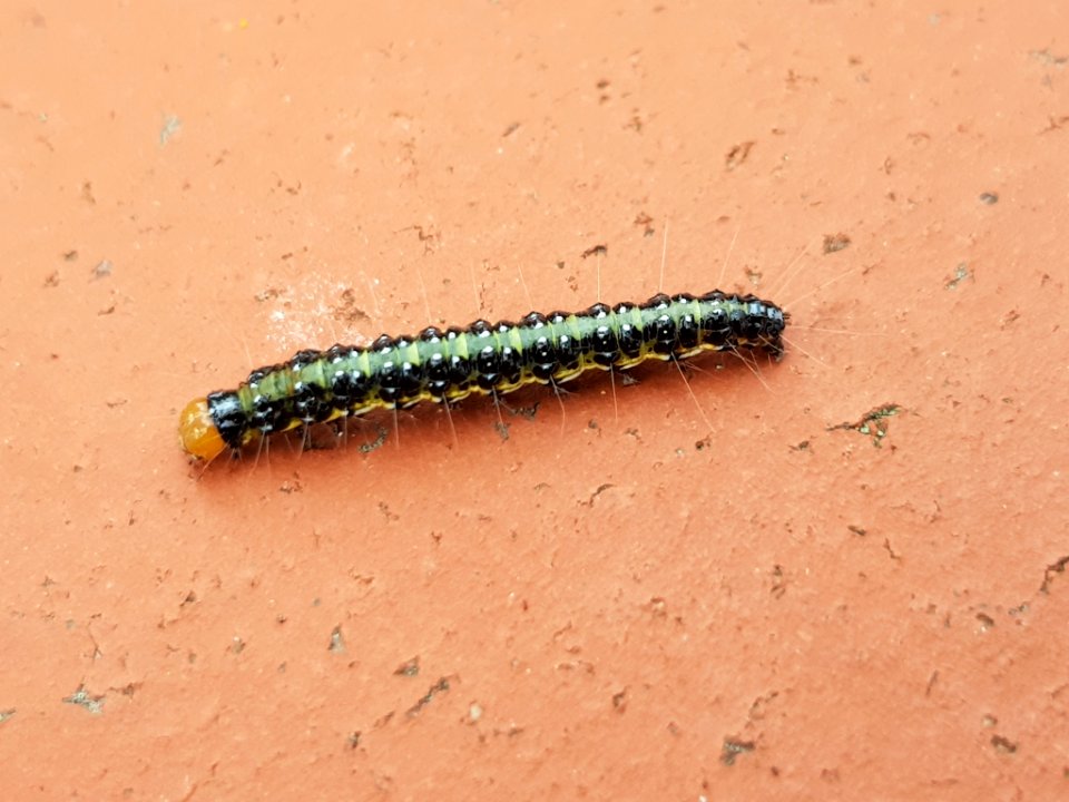 Uresiphita polygonalis maorialis larvae