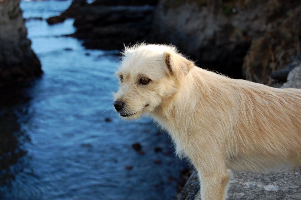 Dog street dog Free photos