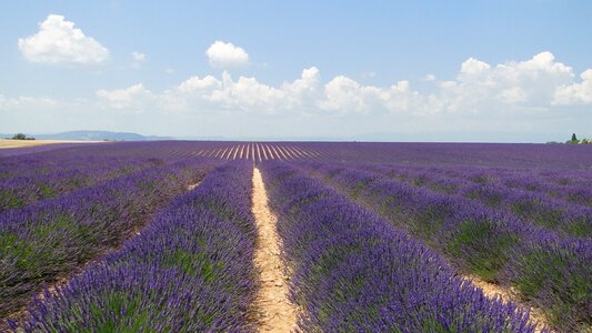 Flowers lavender valensole
