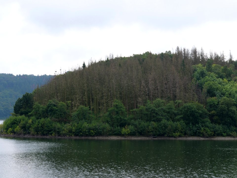 Urftsee in September 2019 09