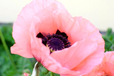 Bloom pink poppy mohngewaechs