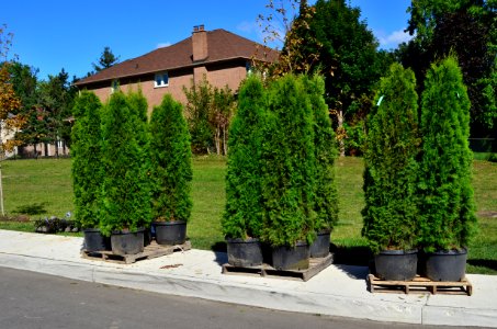 UrbanTreePlanting