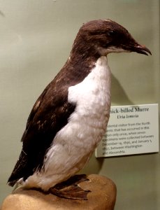 Uria lomvia - National Museum of Natural History, United States - DSC00395