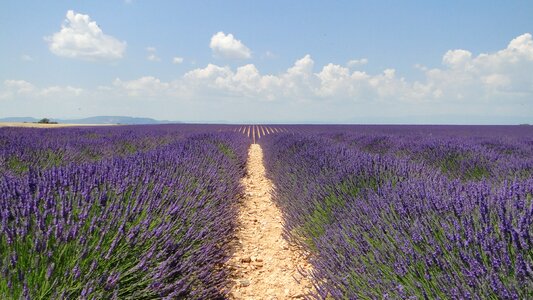 Flowers lavender valensole