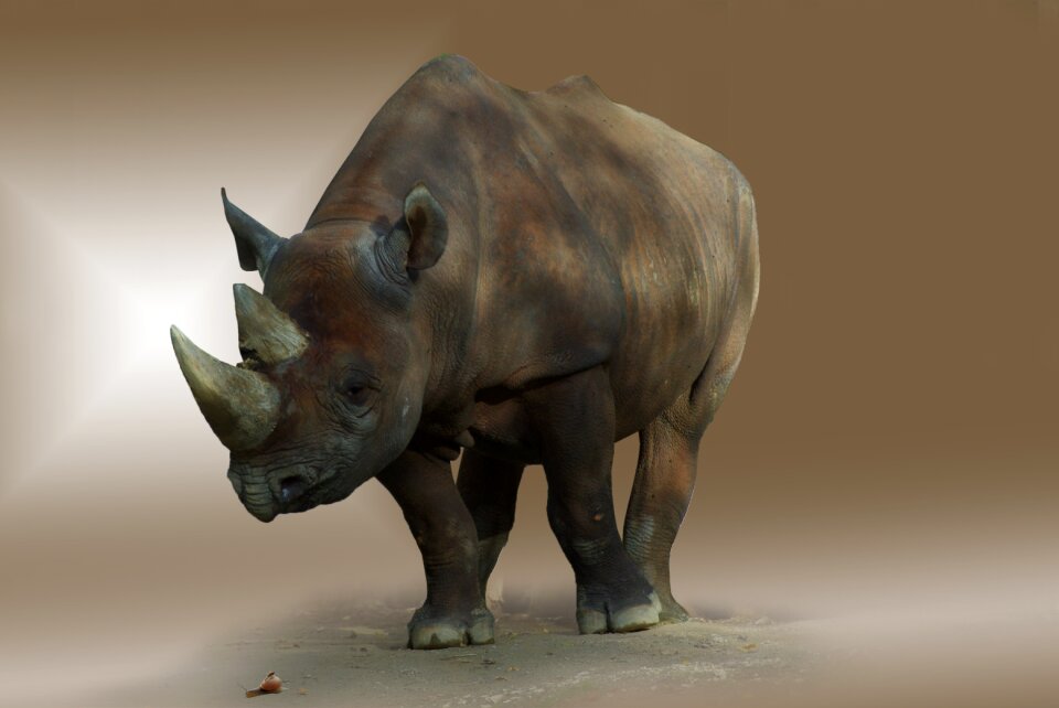 Pachyderm mammal horn