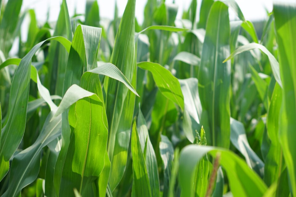 Landscape agriculture arable