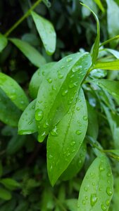 Leaf drops rainy