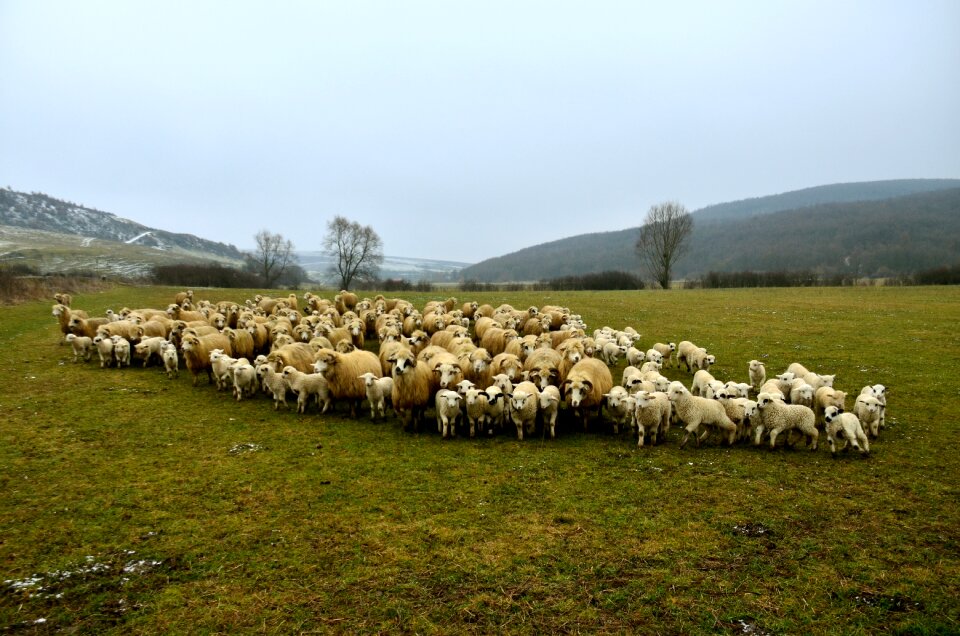 Rural landscape nature lamb