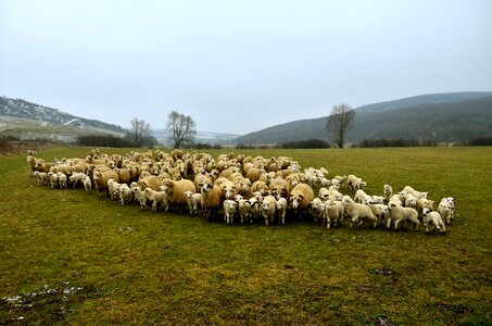 Rural landscape nature lamb photo