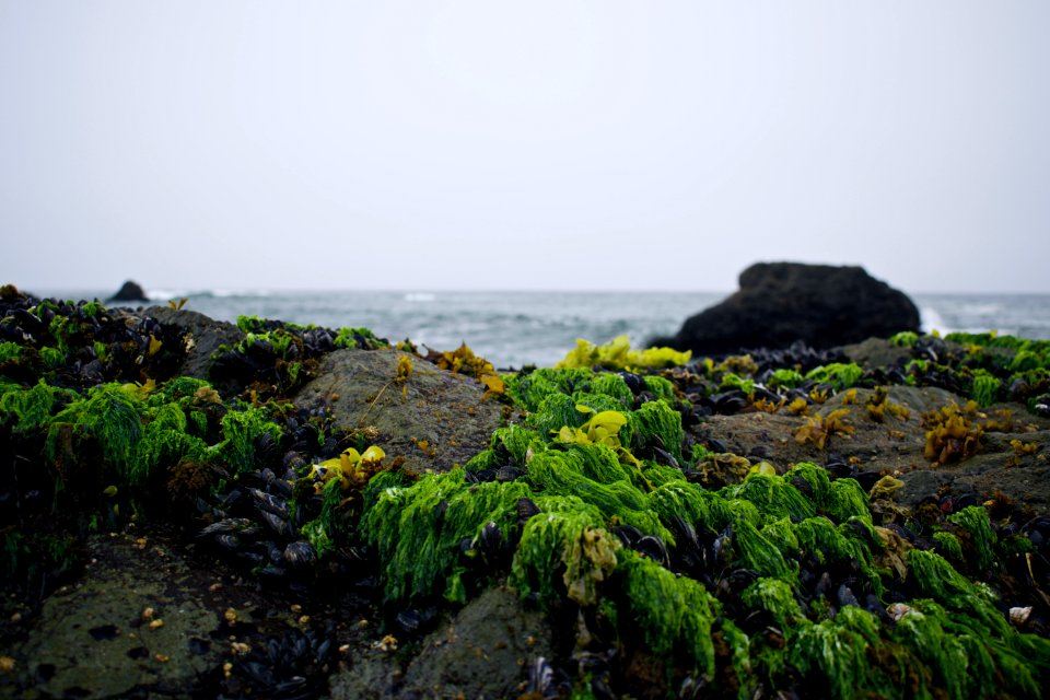 Views around Schoolhouse Beach in Sonoma County 03