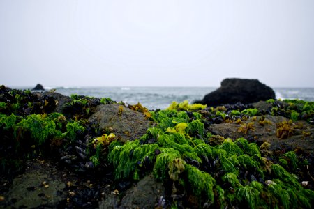 Views around Schoolhouse Beach in Sonoma County 03