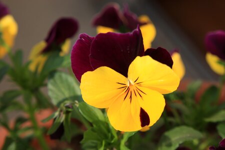 Close up macro blossom photo