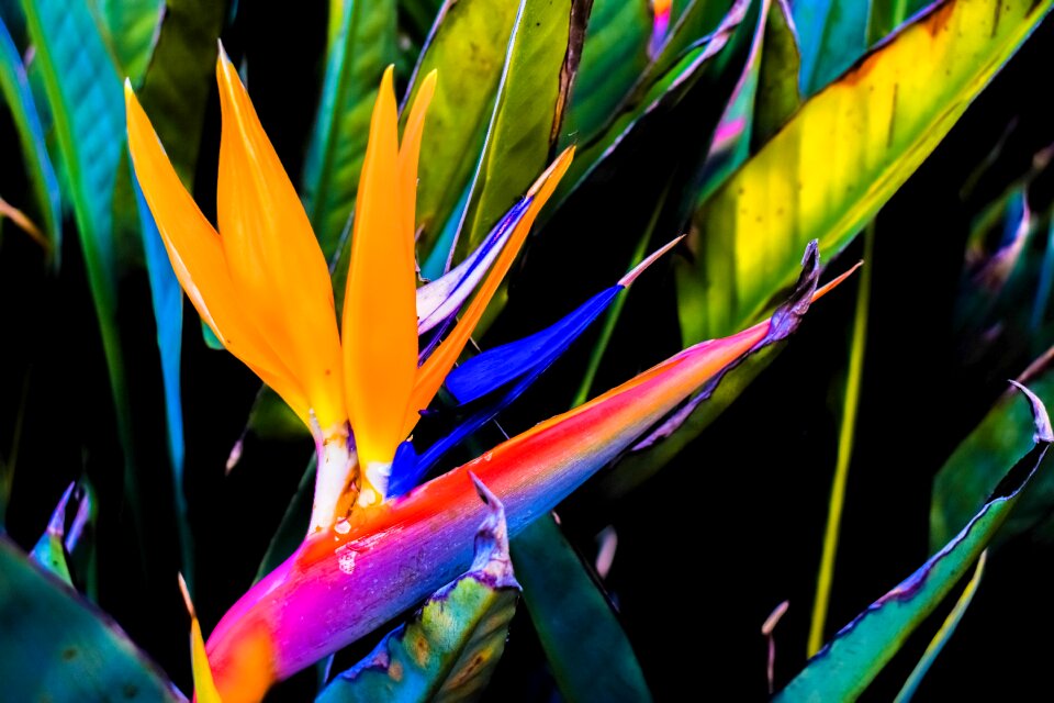 Tropical plant nature