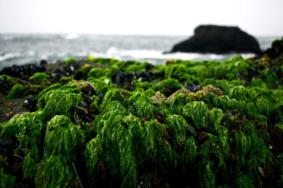 Views around Schoolhouse Beach in Sonoma County 04