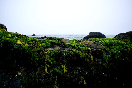 Views around Schoolhouse Beach in Sonoma County 02