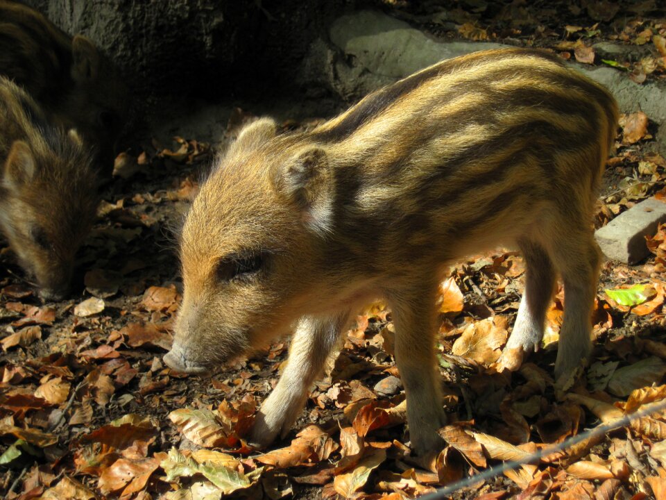 Nature forest mammal